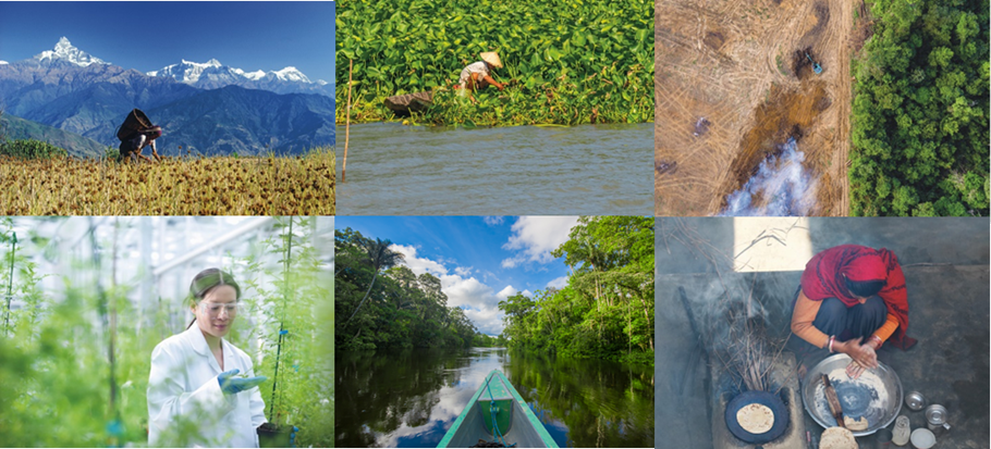 World-s-Plants-and-Fungi-2020-report